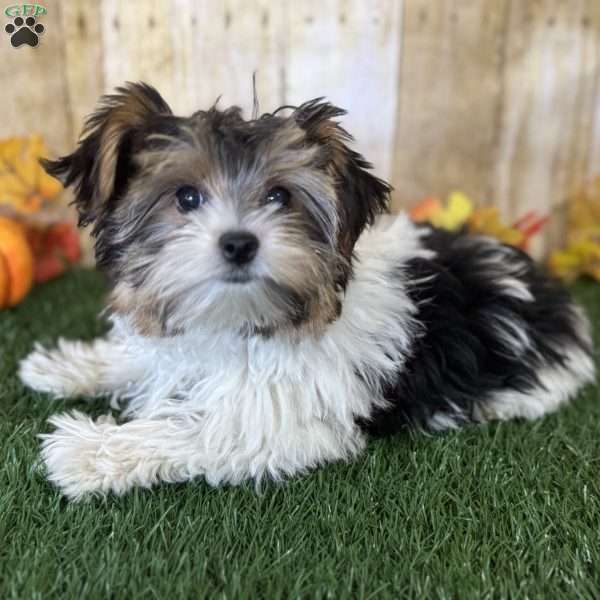 Grayson, Yorkie Puppy